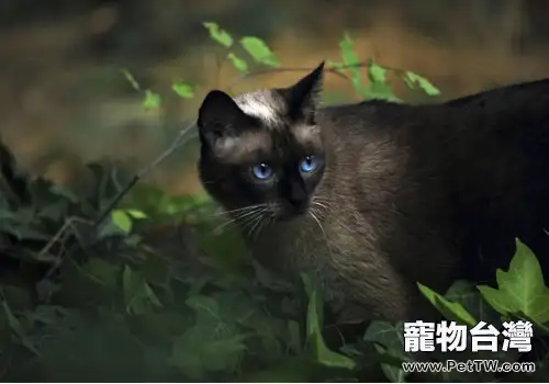 貓咪為什麼會拱背炸毛