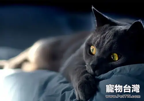 要不要制止貓咪蹭人腿(1圖)-寵物台灣