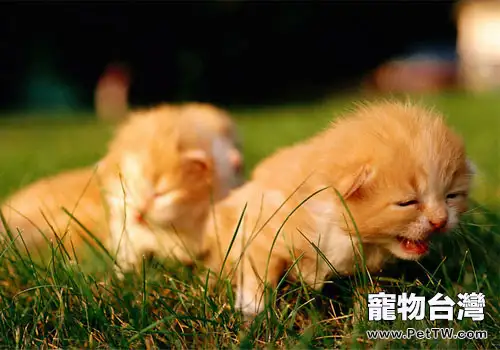 貓最危險的疾病之狂犬病 (1圖)-寵物台灣