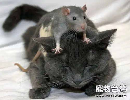 貓和老鼠