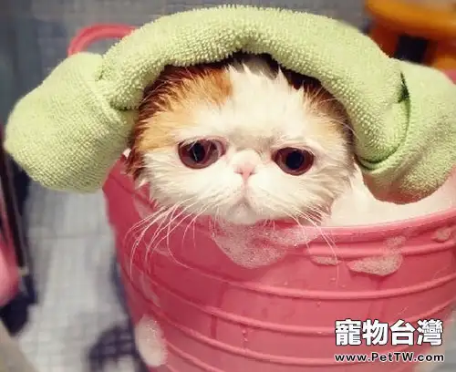 貓咪也喜歡泡泡浴
