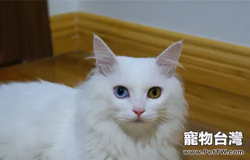 山東獅子貓分類小貼士(1圖)-寵物台灣