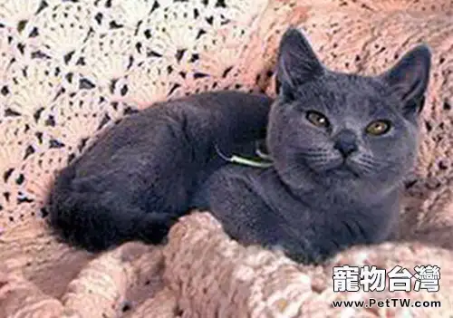 沙特爾貓簡介(1圖)-寵物台灣