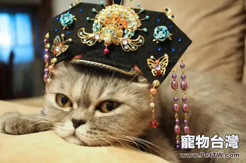 甄嬛為何懼貓？