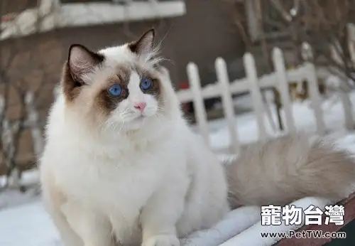 貓要到多大了才可以做絕育手術？