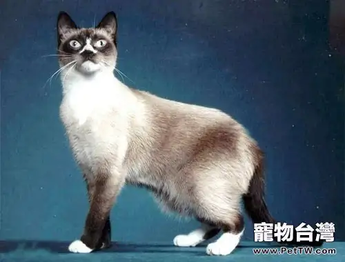 貓咪為什麼突然變得不和(1圖)-寵物台灣