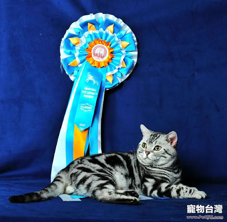 CFA貓協會比賽種各色獎條的含義