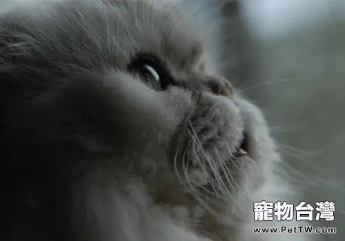 讓人煩惱的貓式接吻（1圖）-寵物台灣