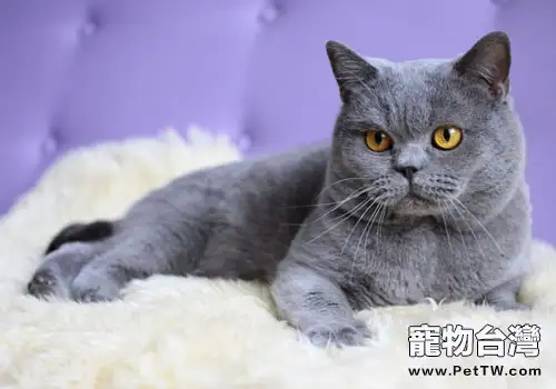 為什麼我的貓咪愛吃電線