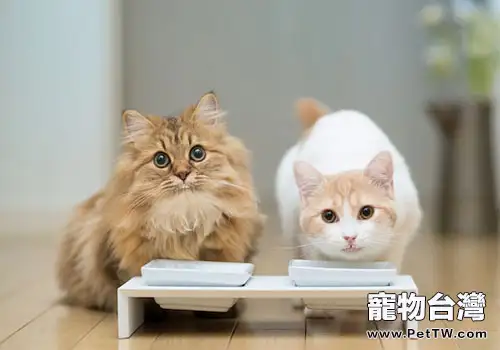 貓咪為什麼會刨食盆裡的貓糧