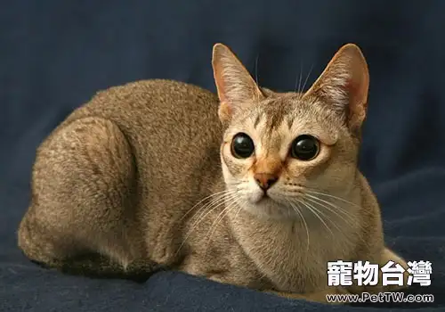 誰抽光了我的紙巾(1圖)-寵物台灣
