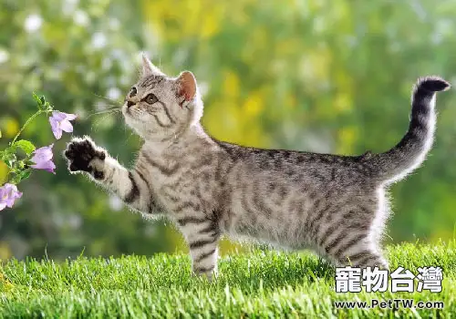 是不是所有的貓咪都愛貓薄荷(1圖)-寵物台灣
