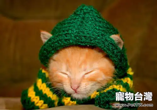 貓咪也想要件羊毛衫
