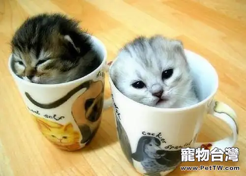 貓咪咕嚕咕嚕叫是因為開心嗎？（1圖）-寵物台灣