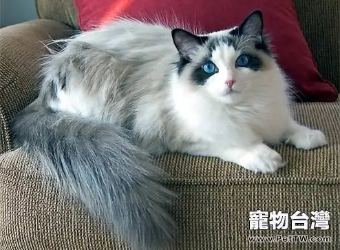 關於布偶貓的飼養(1圖)-寵物台灣