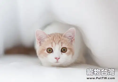 貓咪為什麼會露出它的菊花