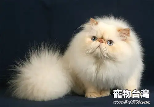 你知道海明威貓咪嗎