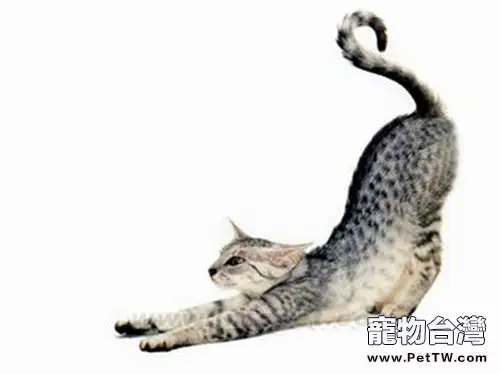埃及貓的傳說(共4張圖片)-寵物台灣
