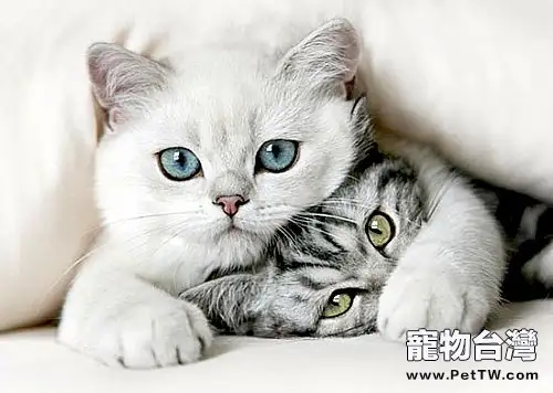 貓咪吃巧克力危害大(1圖)-寵物台灣