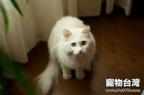 關於母貓的一妻多夫制分析(1圖)-寵物台灣