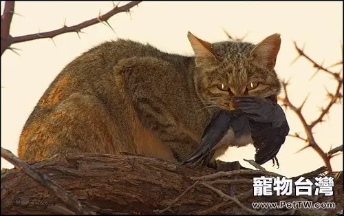 帶您瞭解貓咪的天性