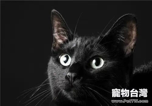 貓咪的眼睛分得清顏色嗎？（1圖）-寵物台灣