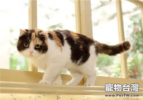 雄性三色貓是沒有繁殖能力的（1圖）-寵物台灣