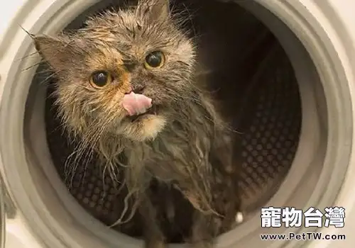 貓咪洗澡可以用人類的洗髮水嗎？
