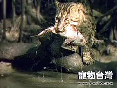 捕魚高手——漁貓