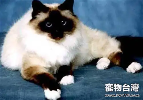 關於波曼貓毛色的美麗傳說(1圖)-寵物台灣