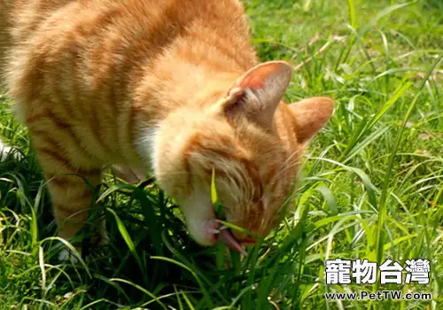 貓科動物常見嘔吐行為分析