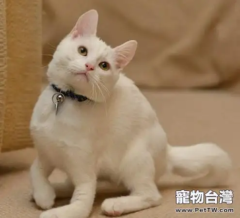 如何讓貓咪「招之即來」(1圖)-寵物台灣