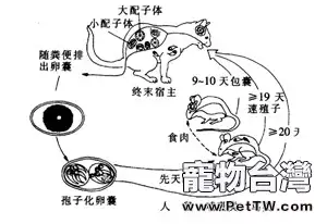 春季易引發貓咪寄生蟲病