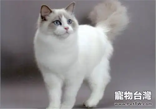 伯曼貓好養嗎（1圖）-寵物台灣