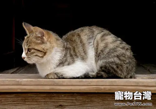 貓咪真的沒有狗狗忠誠嗎(1圖)-寵物台灣