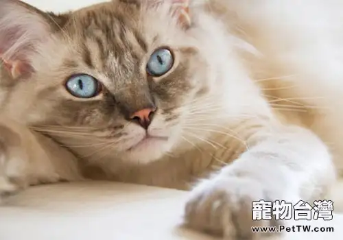 貓咪長壽的秘訣是「懶惰」？