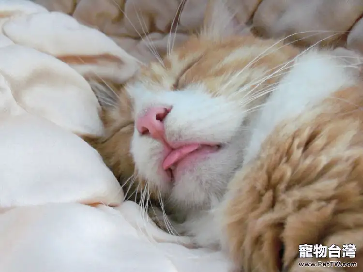 為什麼不提倡貓咪和人一起睡（1圖）-寵物台灣