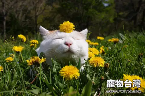 春天到了,我們該如何阻擋喵星人脫毛(1圖)-寵物台灣