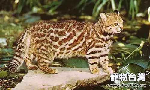 南美草原貓的形態特徵