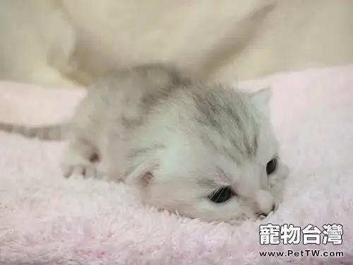 照顧好您的幼貓(1圖)-寵物台灣