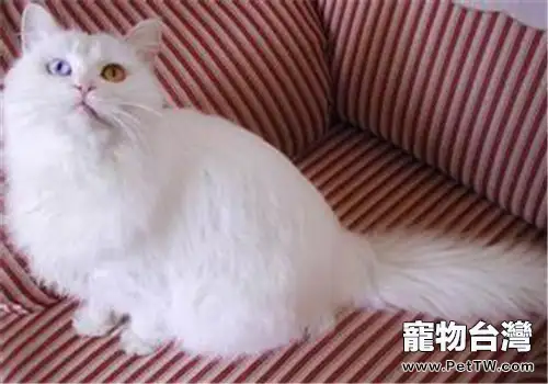 貓肛門周圍有白色顆粒是怎麼回事？