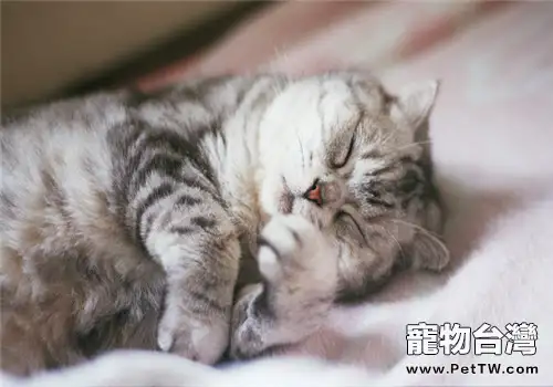 貓咪鼻孔發紅可能是中暑