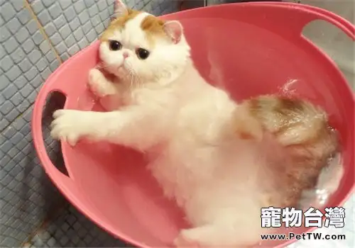 貓咪洗澡要注意的問題
