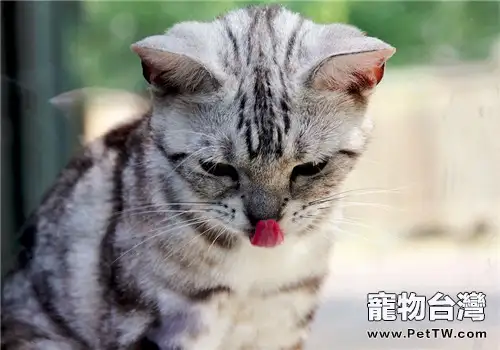 貓咪為什麼吃不了熱食