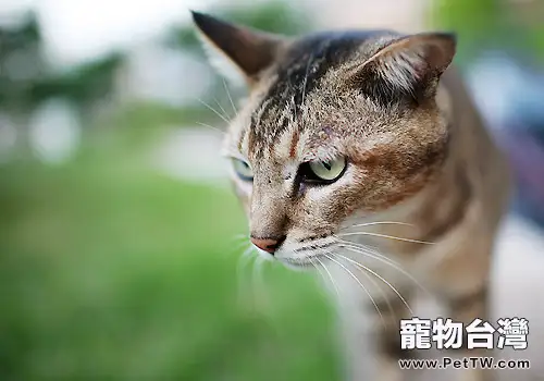 貓咪拉稀可能是吃生魚導致