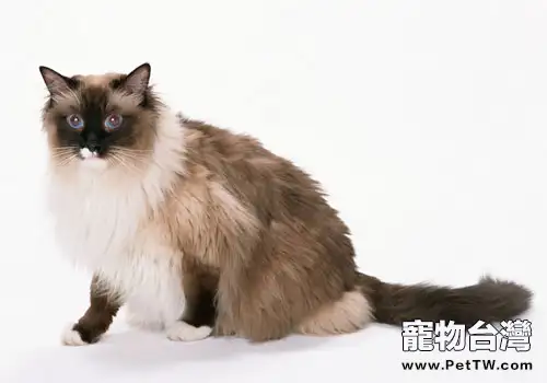 貓咪是否不愛喝水（1圖）-寵物台灣