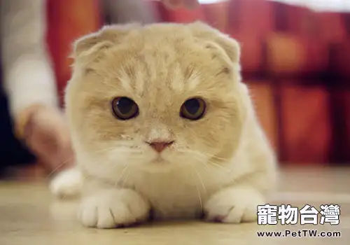 貓咪是否能吃素