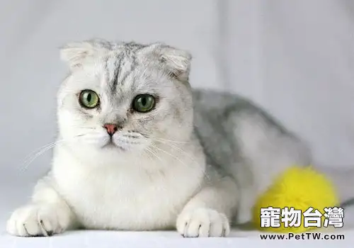 折耳貓價格為什麼那麼高(1圖)-寵物台灣