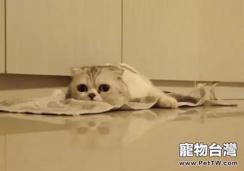 折耳貓智商排名居中無懸念（1圖）-寵物台灣