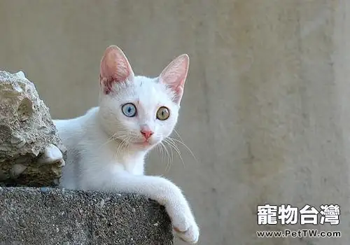 如何防止貓咪養成挑食的習慣（1圖）-寵物台灣